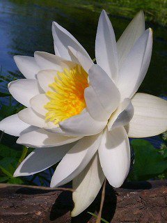 Водяная лилия - цветок, кувшинка, лилия - оригинал