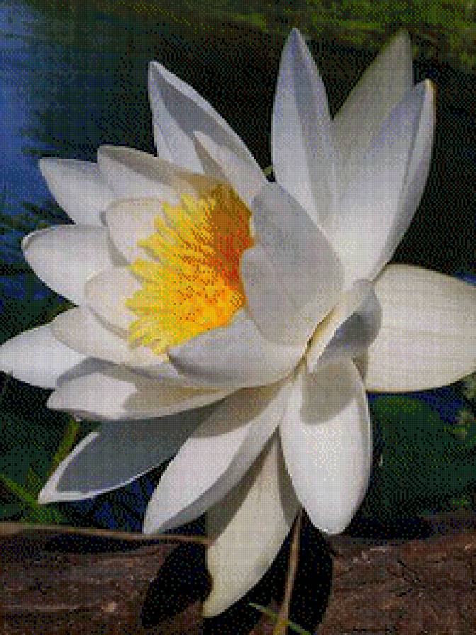 Водяная лилия - кувшинка, цветок, лилия - предпросмотр