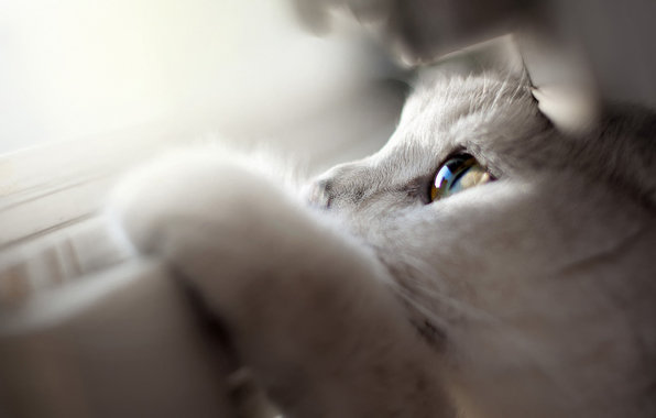 кот - оригинал