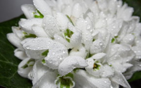 цветы - оригинал