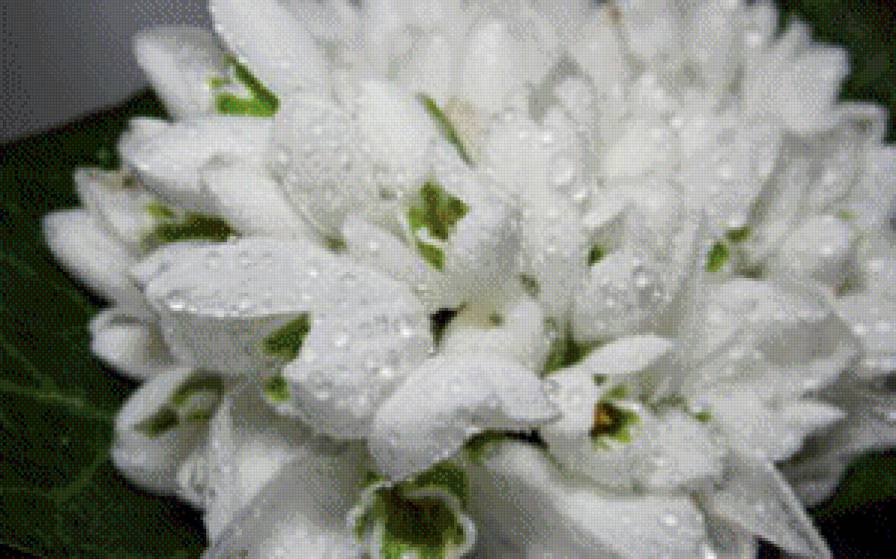 цветы - предпросмотр