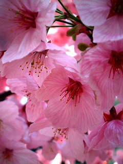 №550759 - ветка, цветы - оригинал