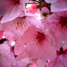 Схема вышивки «№550759»