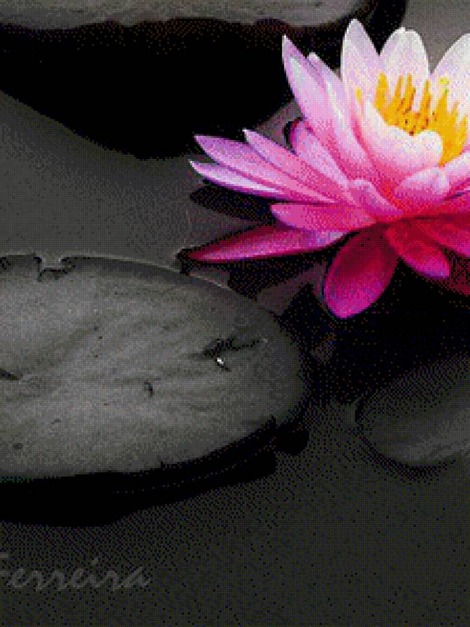 №550762 - цветы - предпросмотр