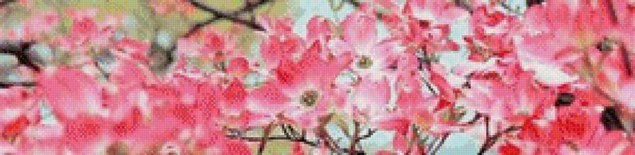 сакура - сакура, деревья, природа - предпросмотр