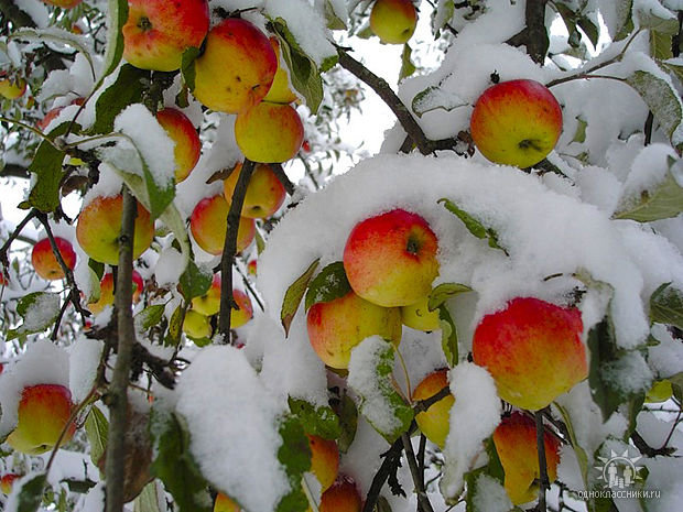 №550769 - оригинал