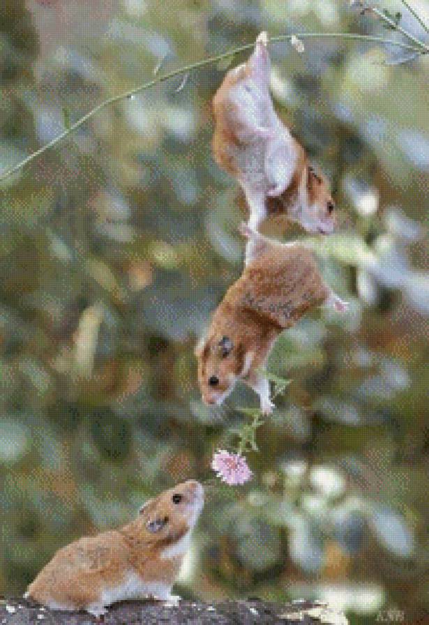 хомячки - любовь, животные - предпросмотр