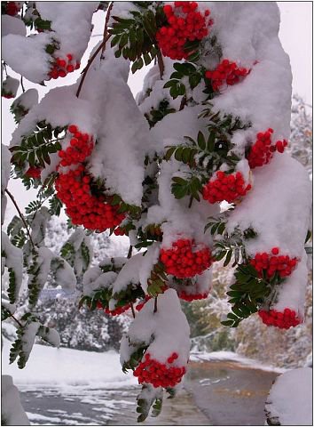 Рябина под снегом - дерево, зима, ягоды, снег, рябина, ветка - оригинал