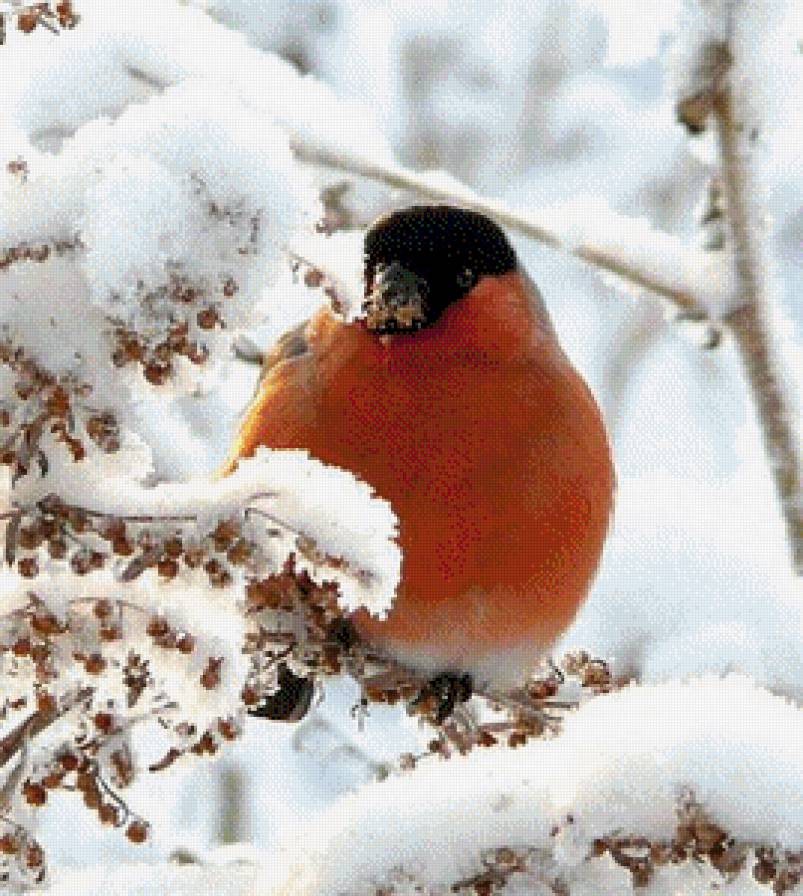 Зимний гость - зима, снег, снегирь, птица - предпросмотр