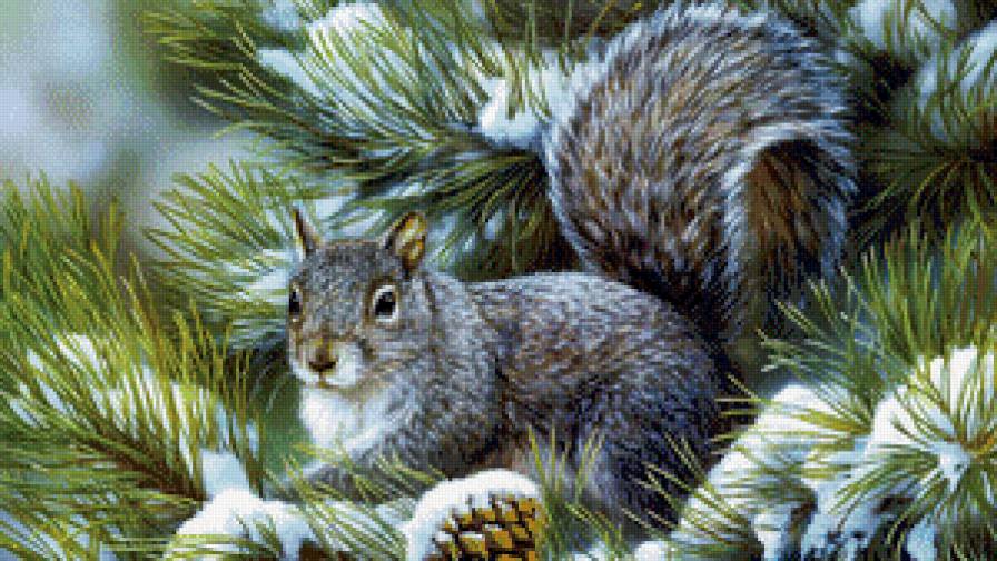 Белочка - снег, ветка, сосна - предпросмотр