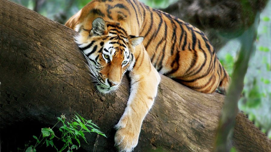 тигр лежит на дереве - дерево, тигр, джунгли - оригинал
