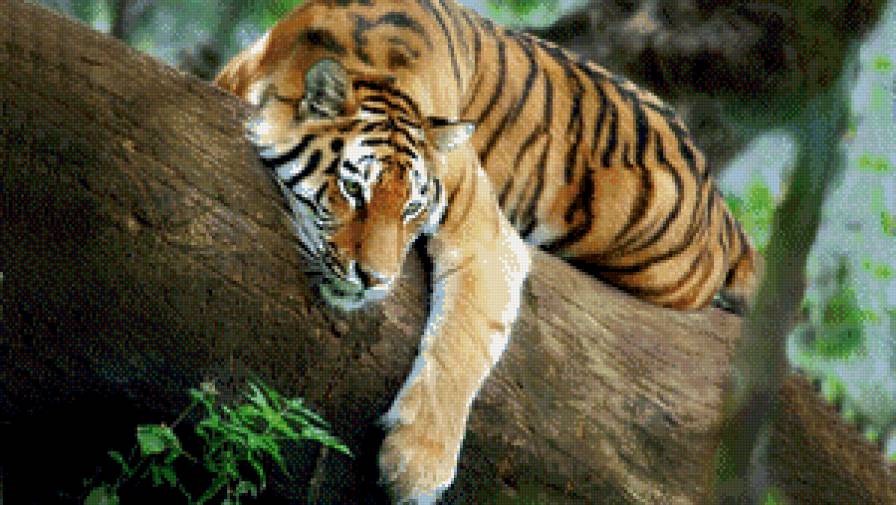 тигр лежит на дереве - дерево, тигр, джунгли - предпросмотр