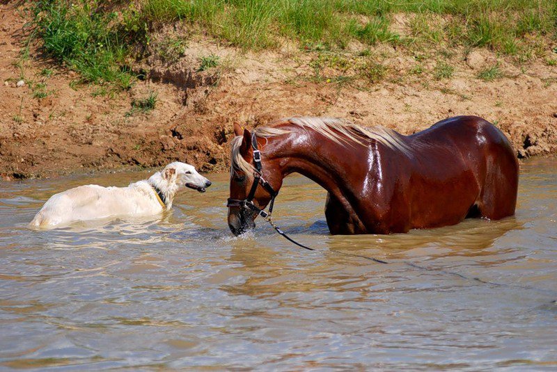 купание красного коня - лошадь - оригинал