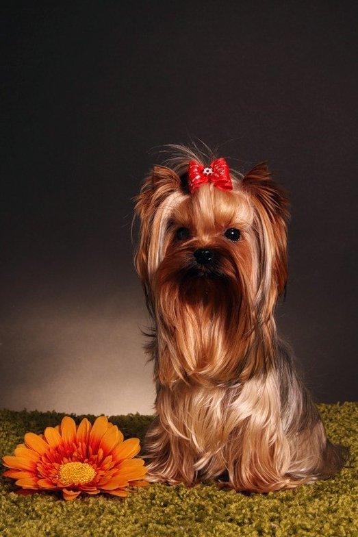 щенок - забавные животные - оригинал