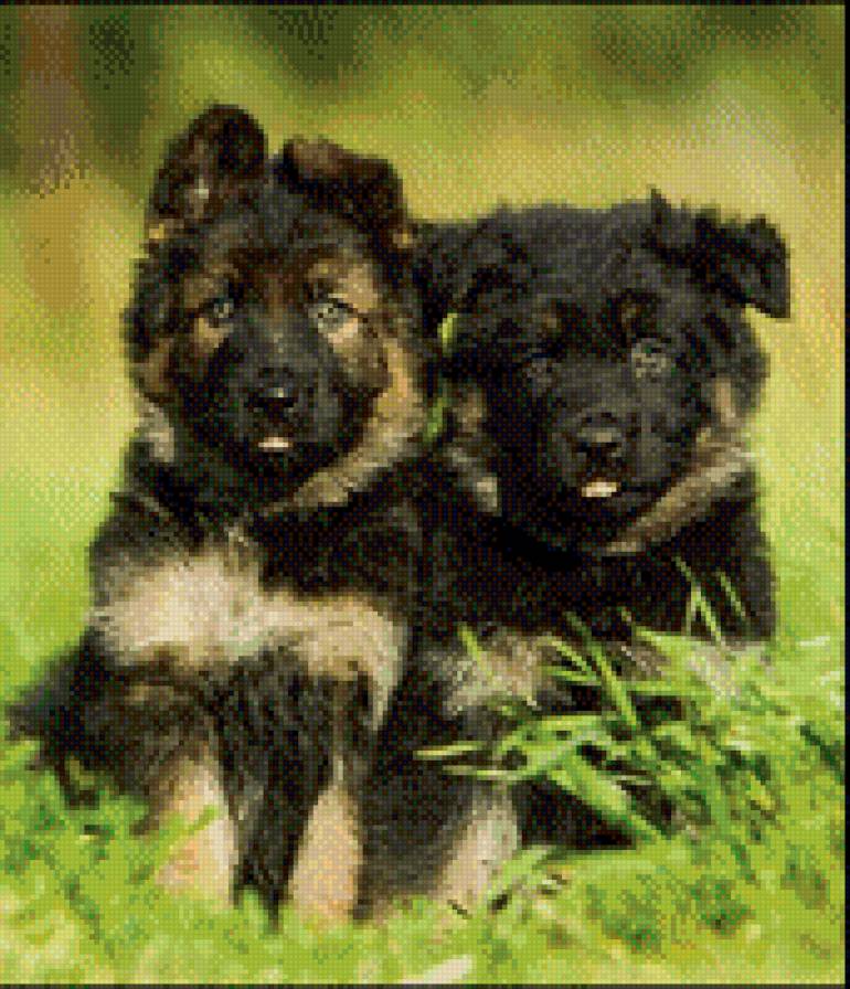 щенки - забавные животные - предпросмотр