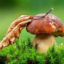 Схема вышивки «гриб»