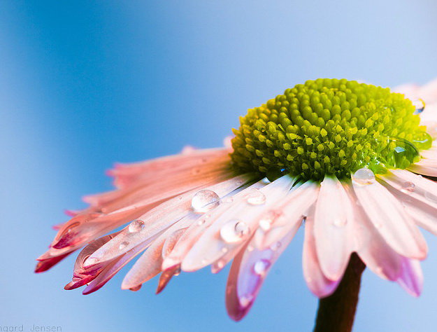 Любит-не любит... - лето, цветы - оригинал