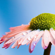 Любит-не любит...