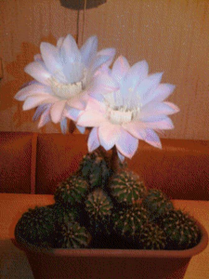 кактус - цветы, кактус - предпросмотр