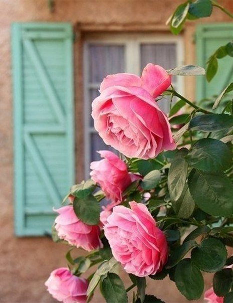 Розы у окна - оригинал