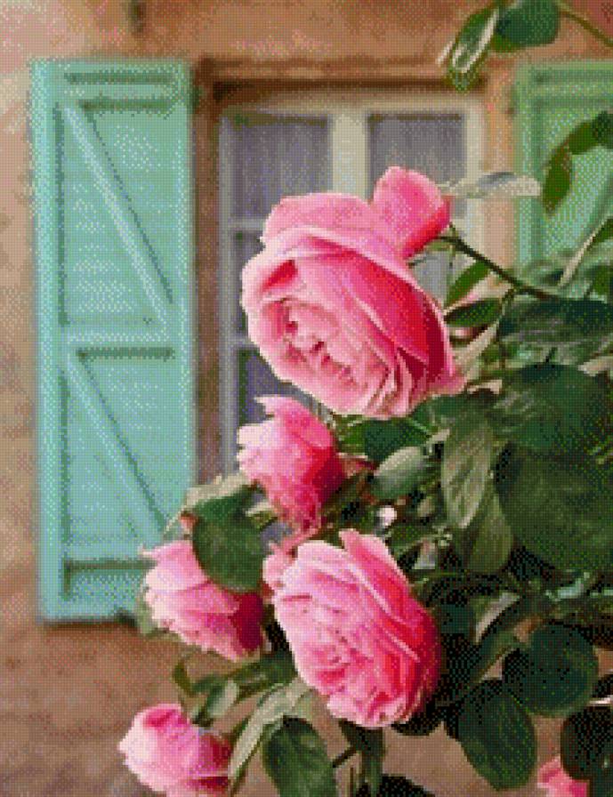 Розы у окна - предпросмотр