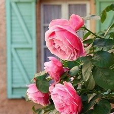 Схема вышивки «Розы у окна»