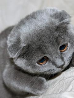 котя - оригинал