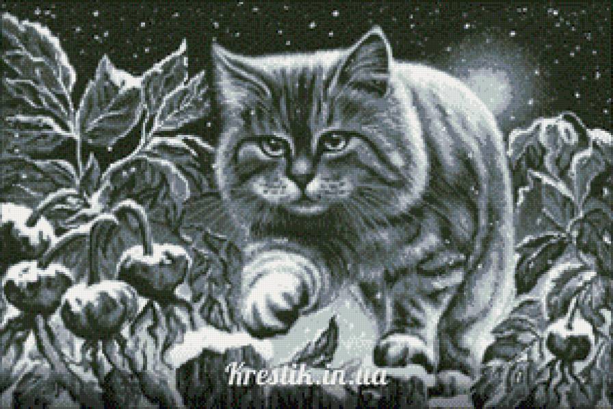 Кот - кот - предпросмотр