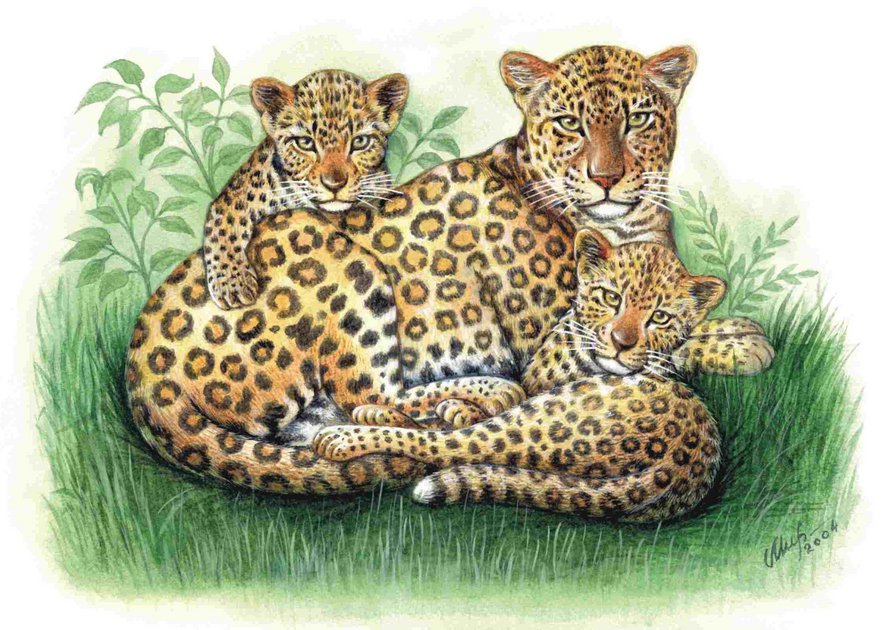 леопырды - оригинал