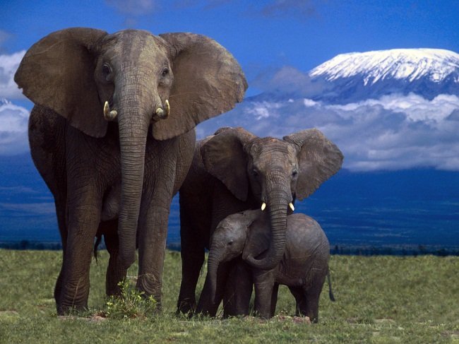 Три слона - слон, животные - оригинал