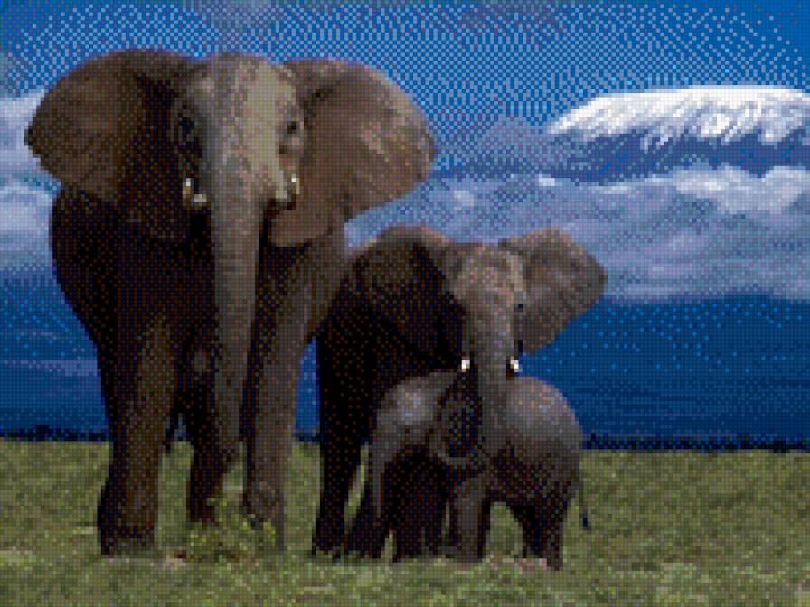 Три слона - животные, слон - предпросмотр