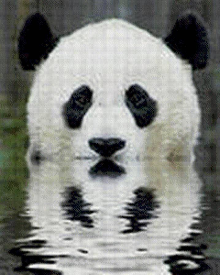 панда - животные - предпросмотр
