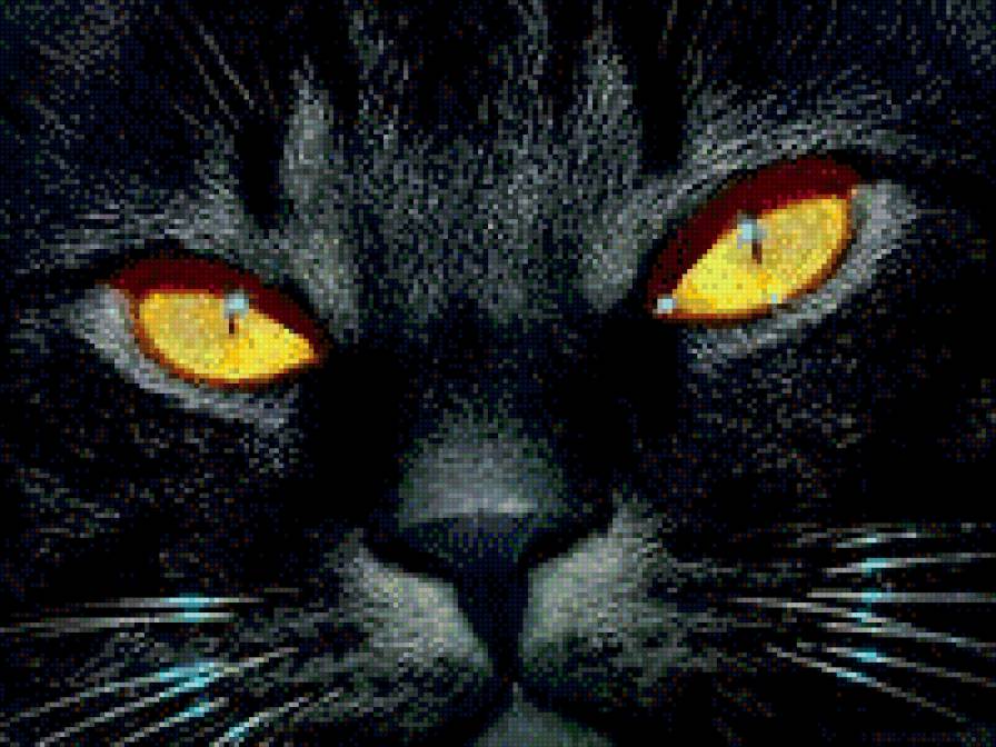 кот - коты - предпросмотр