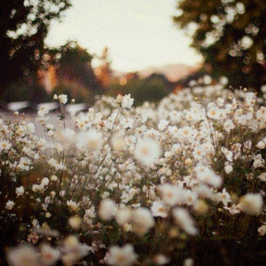 Цветы - ромашка, цыеты - предпросмотр