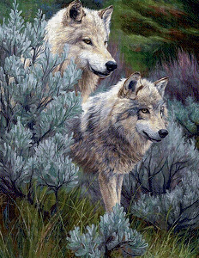 Волки - волки, животные - предпросмотр