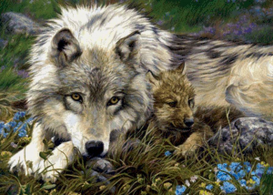 Молодая волчица - волки, животные - предпросмотр
