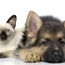 Схема вышивки «собачка и котик»