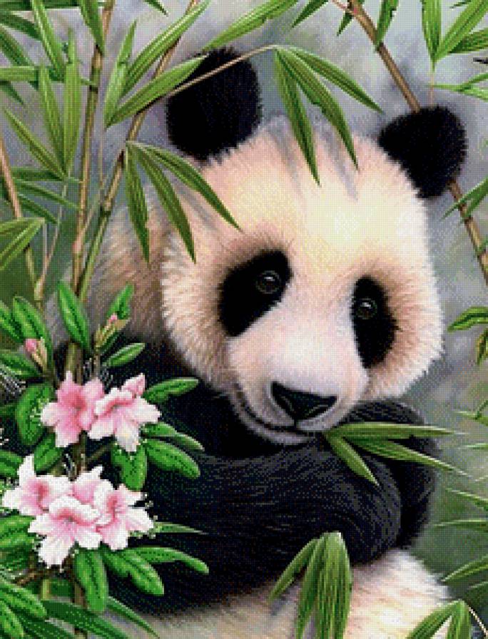 Панда - животные, панда, цветы - предпросмотр