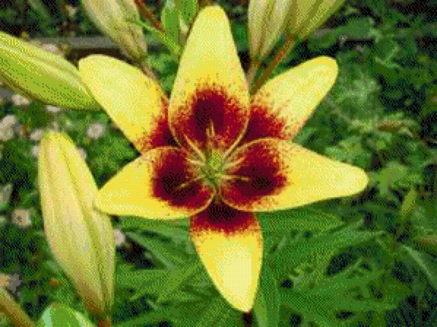 Жолтая лилия - предпросмотр