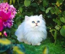 Схема вышивки «Пушок»