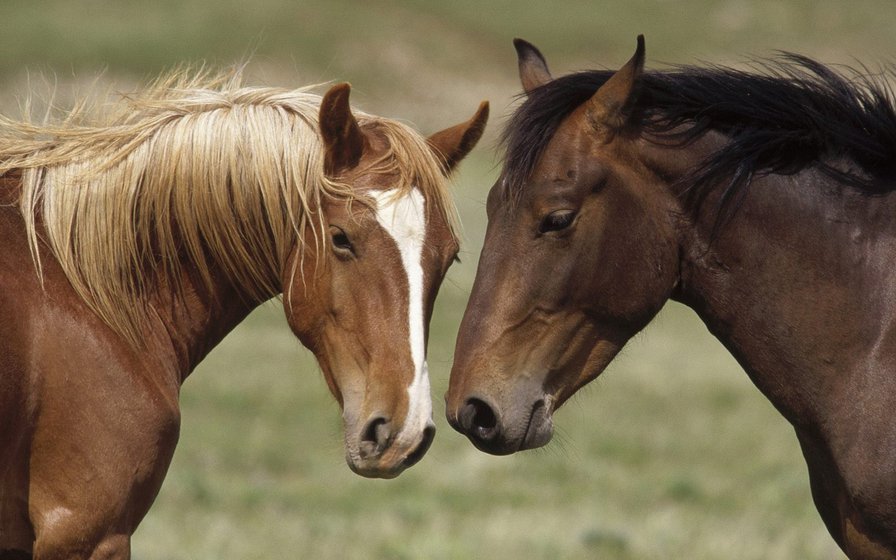 Лошади_2 - животные - оригинал