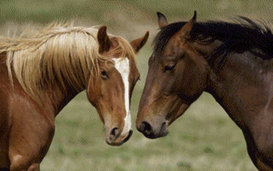 Лошади_2 - животные - предпросмотр