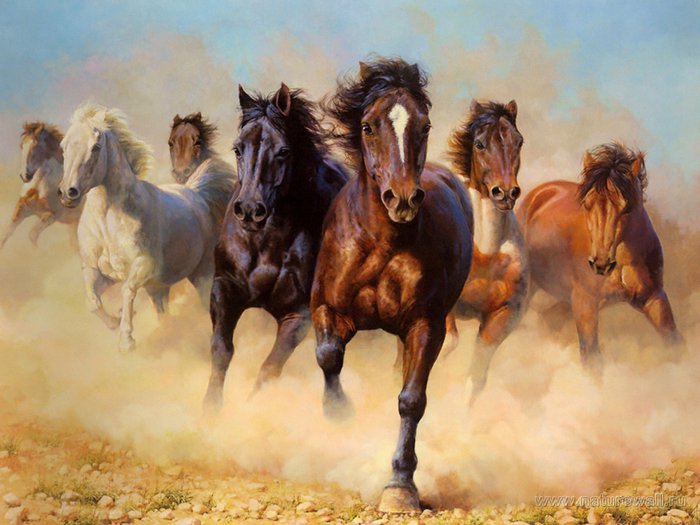 табун лошадей - лошади - оригинал