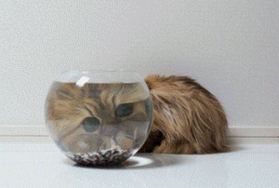 Котэ - кот, кошки, аквариум - предпросмотр