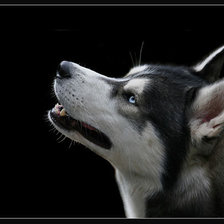 Схема вышивки «хаска»