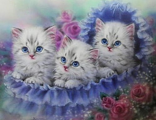 Котята - котята - оригинал