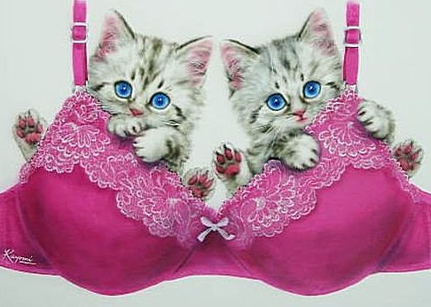 Котята - котята - оригинал