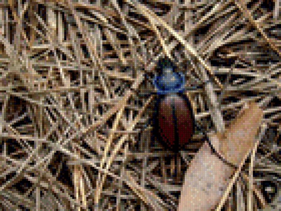 жук - солома, насекомое, лес, жук - предпросмотр