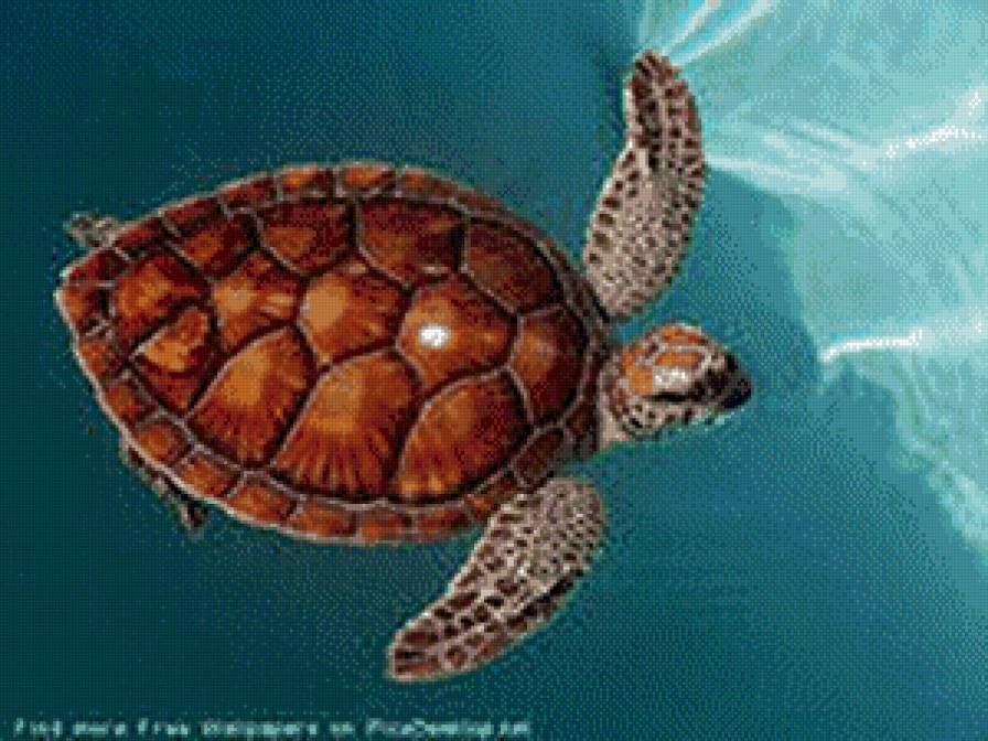 черепаха - животные - предпросмотр