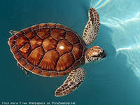 черепаха